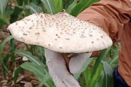 Gia đình 8 người nhập viện nghi bị ngộ độc nấm