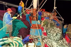 Trúng luồng cá nục, ngư dân Quảng Bình cứ ra khơi là thu tiền tỷ