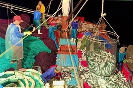 Trúng luồng cá nục, ngư dân Quảng Bình cứ ra khơi là thu tiền tỷ