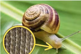 Tại sao ốc sên là sinh vật có răng nhiều nhất?