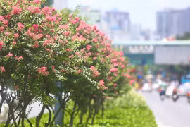 Đường hoa tường vi nở rộ, khoe sắc giữa phố Hà Nội