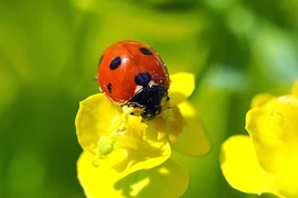 Tháng 5 Âm lịch, 3 con giáp đón vận đào hoa, nhận nhiều tài lộc