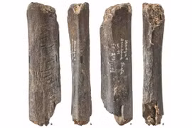 Độc lạ tác phẩm nghệ thuật từ bộ xương gấu 130.000 năm tuổi