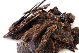 “Gỗ Hoàng đế” đắt hơn vàng, nhiều người không biết dùng làm củi