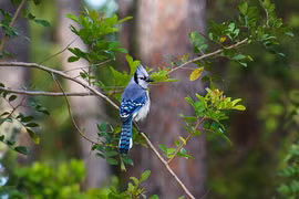 Ai sinh tháng Âm lịch này thường đụng quý nhân, gặp hung hóa cát