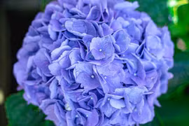 Quý cô sinh ngày Âm lịch này mang số vượng phu, sung túc