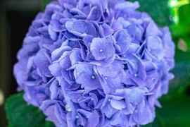 Quý cô sinh ngày Âm lịch này mang số vượng phu, sung túc