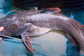 Nơi này ở huyện cực Tây của Nghệ An, dân nuôi thứ cá đặc sản