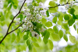 Góc phố Hà Nội như "phủ tuyết" với sắc trắng hoa sưa