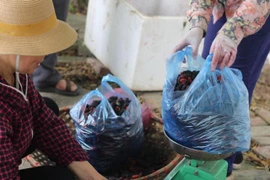 Người Hà Nội tìm mua dâu tằm chính vụ, nông dân “hốt bạc”