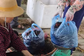 Người Hà Nội tìm mua dâu tằm chính vụ, nông dân “hốt bạc”