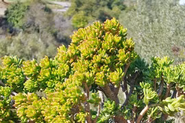 "Trong nhà có 3 cây cảnh, phú quý, phúc lộc theo về"