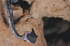 Video: Trăn treo mình trên vách đá bắt dơi 