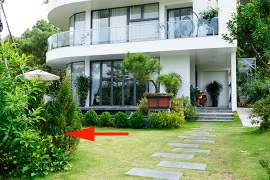 7 kiểu cây cảnh càng xanh tốt gia chủ càng hao tài tốn của