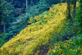 Giới trẻ rủ nhau đi check-in với hoa dã quỳ tuyệt đẹp tại Ba Vì