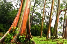 Giống bạch đàn kỳ lạ nhất thế giới, màu 7 sắc cầu vồng