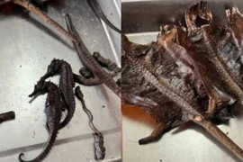 Ngâm rượu chục năm phát hiện "dược liệu quý" là đồ nhựa