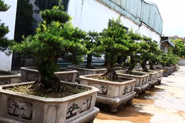 Đột nhập vườn tùng cổ hàng trăm tỷ của đại gia Hưng Yên