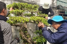 Ở nơi làm không hết việc, kiếm tiền dễ như nông dân