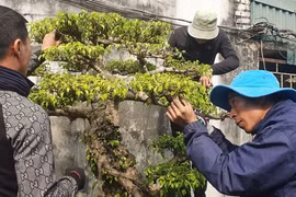 Ở nơi làm không hết việc, kiếm tiền dễ như nông dân