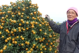 Quất tết tăng giá, làng trồng ở Nam Định được vụ