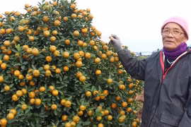 Quất tết tăng giá, làng trồng ở Nam Định được vụ