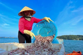 Mùa cá cơm trên đảo Thanh Lân, mỗi ngày thu hàng chục triệu đồng