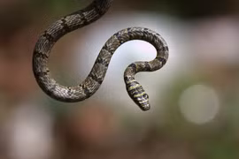 Rắn bay truy đuổi thằn lằn bay 