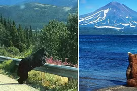 Tại sao những con gấu lại ngồi thất thần bên vệ đường?