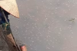 Nuôi rươi, "con trời cho" ở Hải Phòng