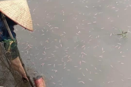 Nuôi rươi, "con trời cho" ở Hải Phòng