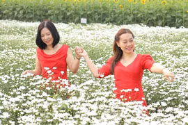 Vườn cúc họa mi trái mùa - điểm đến giải nhiệt mùa hè tại xứ Quảng