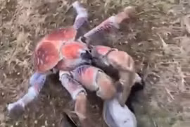 Đang bận "cuốc đất", golfer kinh hãi phát hiện con vật kỳ dị