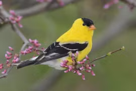 Ai sinh ngày Âm lịch này không chịu nghèo, không sợ nghèo