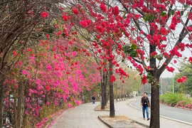 Trầm trồ con đường hoa giấy đẹp như phim ở TPHCM 