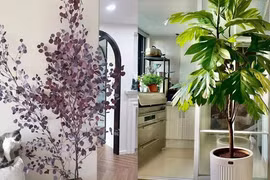 Cây cảnh độc lạ “mới nổi” thu hút tài lộc, no ấm cho gia đình
