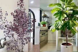 Cây cảnh độc lạ “mới nổi” thu hút tài lộc, no ấm cho gia đình