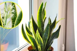 5 loại cây cực hiếm ra hoa, hoa nở là lộc rơi vào nhà