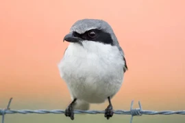 Loggerhead shrike, loài chim 'đồ tể' tàn bạo