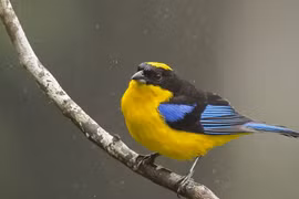 Trẻ sinh ngày Âm lịch này, phúc khí dồi dào