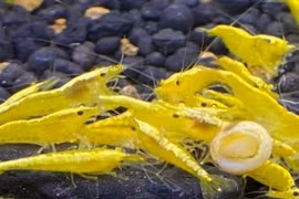 Nuôi tép trong bể xi măng, bỏ túi hàng chục triệu mỗi tháng