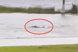 Cá mập bơi lang thang trong thành phố sau cơn bão