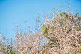 Phát hiện vườn hoa mơ nở sớm nhất, phủ trắng một góc trời