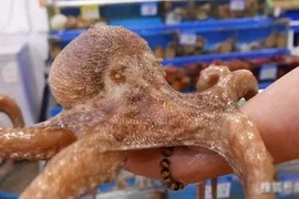 Ngạc nhiên với chỉ số IQ của bạch tuộc