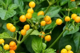 Loại ớt giá nửa tỷ đồng/kg được trồng làm cảnh ở Việt Nam