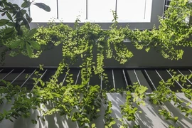 Mái nhà 3 trong 1 thiết kế giúp nhà mát mẻ, chống tiếng ồn