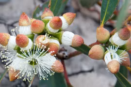 Vì sao bạch đàn được gọi là "cây hút vàng"?