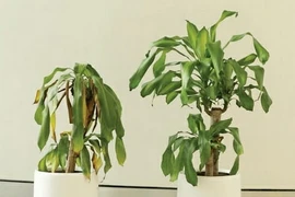 Đặt loại cây này trong nhà, xui xẻo kéo đến, càng sống càng nghèo