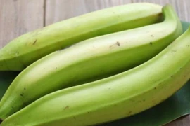 Loại quả khổng lồ là điềm xui, giờ cứ trồng là hốt bạc