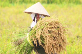 Quảng Bình: Nông dân ra đồng gặt lúa giữa cái nắng 40 độ C